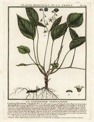 Omphalodes verna