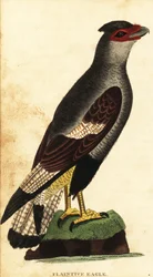 Caracara crestato, Caracara plancus (incisione)