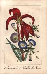 Amarillide cremisi e convolvolo nano, Hippeastrum e Convolvulus tricolor