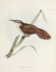 Fringuello dal becco ricurvo, Argentina, c 1832-1836