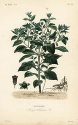 Belladonna, Atropa belladonna
