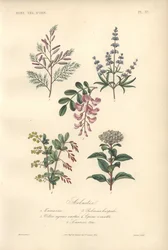 Stampa botanica decorativa con tamarindo, albero di locusta, albero casto, crespino e viburno