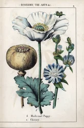Descrizione di un papavero medicinale con fiore bianco e fiore di cicoria blu. Cromolitografia in 