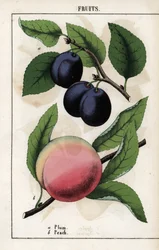 Descrizione dei frutti: prugna blu (quetsche) e pesca