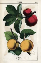 Descrizione dei frutti: mele rosse e albicocche. Cromolitografia in "Raccolta di immagini istruttive o lezioni del mondo vegetale", di Charlotte Mary Yonge (1823-1901), pubblicata a Edimburgo (Scozia) nel 1858.