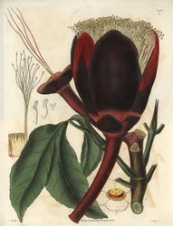 Descrizione del grande fiore di cioccolato scuro di una pianta di noce pecan, che produce noci commestibili, noci pecan. Pianta nativa del Sud America. Illustrazione di William Jackson Hooker