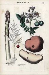 Tavola descrittiva: asparagi verdi e patate. Cromolitografia in "Raccolta di immagini istruttive o lezioni del mondo vegetale", di Charlotte Mary Yonge (1823-1901), pubblicata a Edimburgo (Scozia) nel 1858.