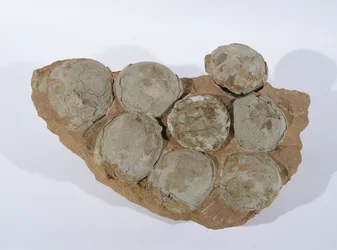 Uova di dinosauro, trovate nella provincia di Henan, Cina, periodo Cretaceo superiore