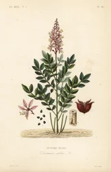 Dictamnus albus
