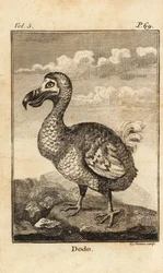 Dodo, Raphus cucullatus, uccello estinto