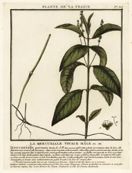 Mercurialis perennis