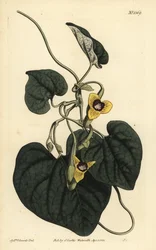 Aristolochia tomentosa, Aristolochia tomentosa