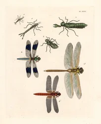 Forme larvali di libellula, Libellula lydia, Anax junius, e Crocothemis servilia