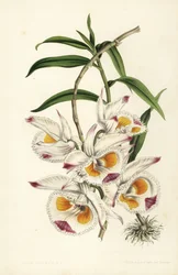 Orchidea dendrobium del Duca di Devonshire, Dendrobium devonianum. Litografia colorata a mano di Stroobant da Flowers of the Gardens and Hothouses of Europe di Louis van Houtte e Charles Lemaire, Flore des Serres et des Jardins de l