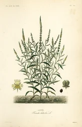Reseda luteola, Gaude