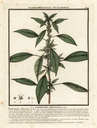 Parietaria officinale