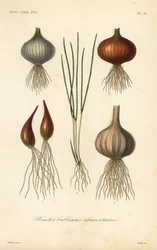 Piante bulbose commestibili