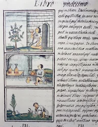 Piante commestibili, pagina dal Libro XI del Codice Fiorentino, versione bilingue in spagnolo e nahuatl, Storia generale delle cose della Nuova Spagna, del missionario spagnolo Fray Bernardino de Sahagun (1499-1590). Civiltà azteca
