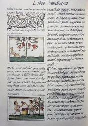 Piante commestibili, fagioli rossi, pagina dal Libro XI del Codice Fiorentino, versione bilingue in spagnolo e nahuatl, Storia generale delle cose della Nuova Spagna, del missionario spagnolo Fray Bernardino de Sahagun (1499-1590). Civiltà azteca