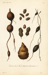 Tuberi e frutti commestibili