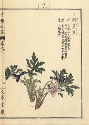 Eizan sumire viola dorata eizan, Viola eizanensis