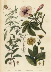 Enula campana, Inula helenium, viola verde, Hybanthus species Ionidium polygalifolium, ipecacuanha, Carapichea ipecacuanha, e gloria del mattino, Ipomoea insignis