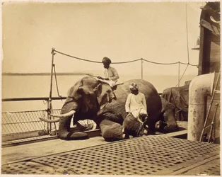 Elefante sul ponte di una nave, Penang, Malesia