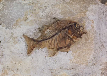Ephippus oblongus (fossile di pesce) trovato a Monte Bolca, vicino a Verona, Italia, Periodo Eocene