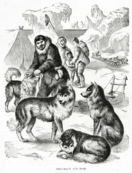 Esquimesi e cani. 1902