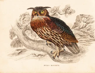 Gufo reale eurasiatico, Bubo bubo (gufo dalle grandi orecchie, Bubo maximus). Incisione su acciaio colorata a mano dalla 