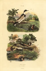 Piviere dorato europeo, Pluvialis apricaria, e piviere dal collare, Charadrius hiaticula