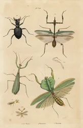 Mantide europea, Mantis religiosa 1, mantide foglia, Choeradodis rhomboidea 2, coleottero tigre, Manticora latipennis 3, mantidfly, Mantispa styriaca 4