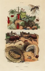 Coleottero rinoceronte europeo, Oryctes nasicornis, pupa e larva, ape da frutteto europea, Osmia cornuta, e nido