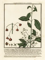 Fusaggine europea, Euonymus europaeus
