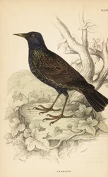 Storno comune, Sturnus vulgaris. 1889 (incisione)