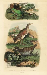 Raganella europea, Hyla arborea, porciglione, Rallus aquaticus, e re di quaglie, Crex crex