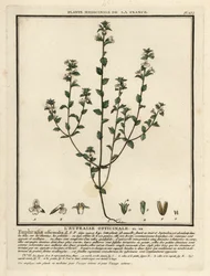 Euphrasia rostkoviana
