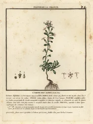 Erinus alpinus