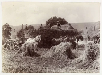 Scene di agricoltura, Raccolta e Conservazione, Raccolta, c 1890