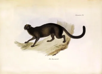 Felis Yagouarondi Jaguarondi o eyra o gatto lontra, felino americano descritto da Charles Darwin durante la sua spedizione a bordo del Beagle. Tavola da The zoology of the voyage of H.M.S. Beagle descritta da John Gould, con nota sui loro abitudini di Char