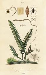 Felce, coleottero ape e nematodi