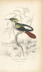 Coquette festiva (incisione)