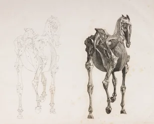 Quinto strato dissezionato di un cavallo, vista posteriore