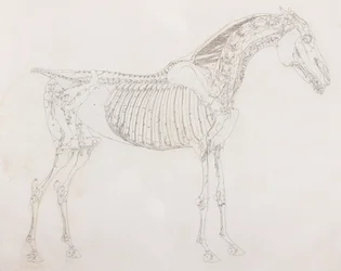 Quinto strato dissezionato di un cavallo, vista laterale