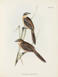 Fringuelli, c 1832-1836