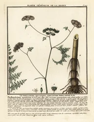 Oenanthe aquatica