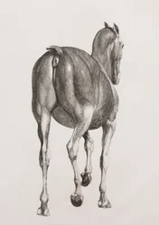 Primo strato dissezionato di un cavallo, vista posteriore