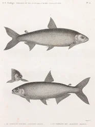 Pesci: Il Characin
