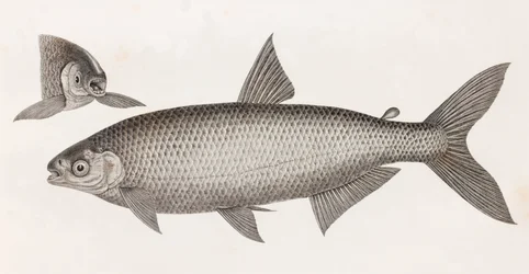 Pesci: Il Characin