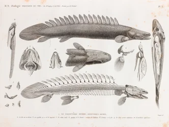 Pesce: Le Polyptere Bichir, anatomia